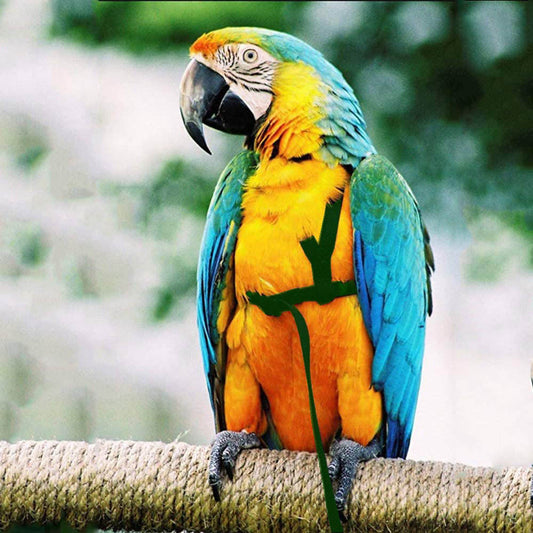 Parrot Harness & Flying Rope – Safe Outdoor Flight Gear for Birds