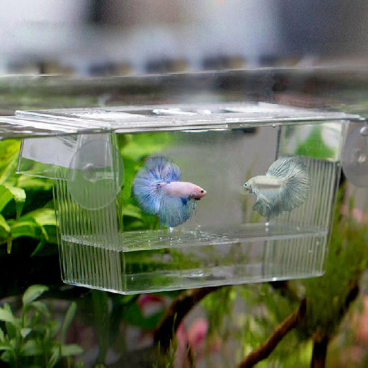 ClearHatch Acrylic Fish Tank – Durable Incubation & Breeding Box