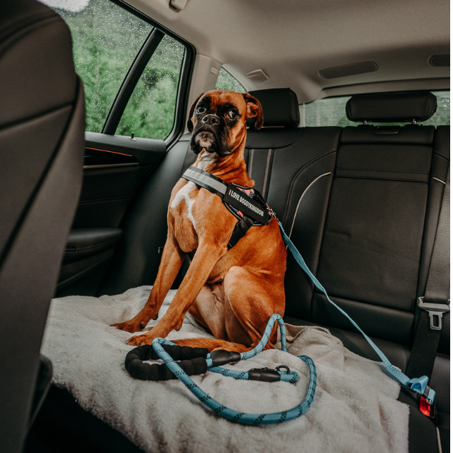 Dog Seat Belt Harness for Safe Travel – Durable Nylon Dog Car Restraint with Universal Fit and Comfortable Design 2