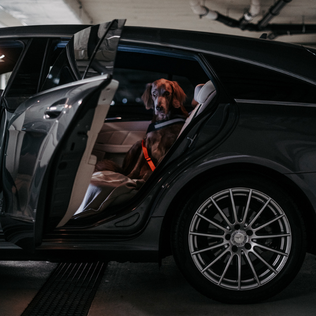 Dog Seat Belt Harness for Safe Travel – Durable Nylon Dog Car Restraint with Universal Fit and Comfortable Design 4